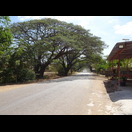 Regenbäume überspannen die ufernahe Straße